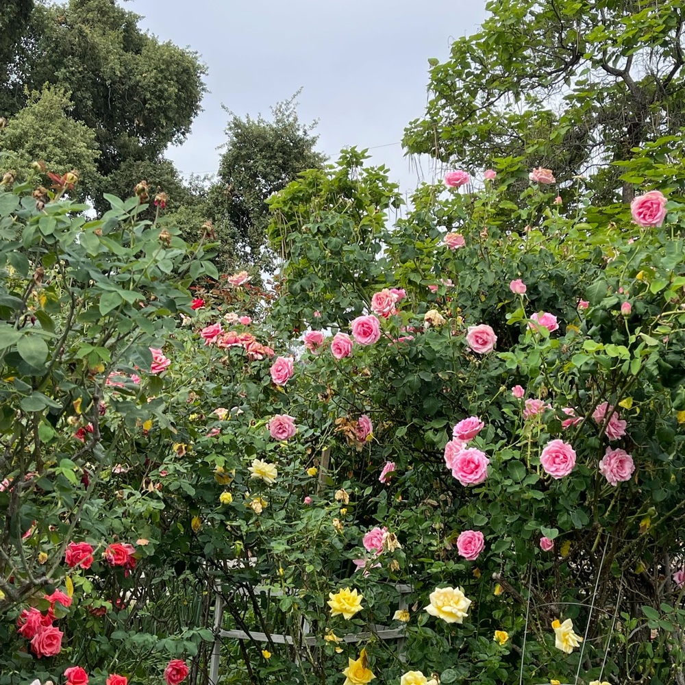 Meet your Posher, Mariel